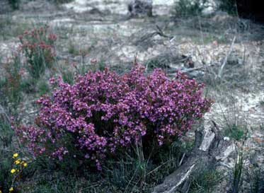 APII jpeg image of Calytrix leschenaultii  © contact APII