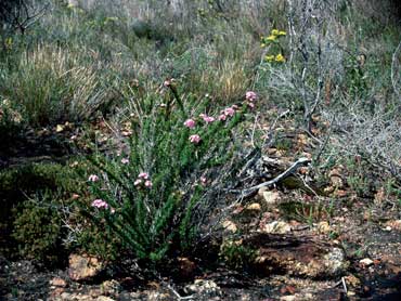 APII jpeg image of Verticordia plumosa  © contact APII