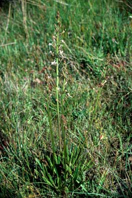 APII jpeg image of Stylidium crassifolium  © contact APII