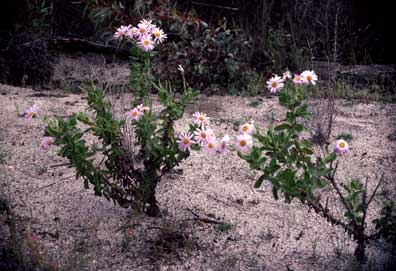 APII jpeg image of Olearia rudis  © contact APII