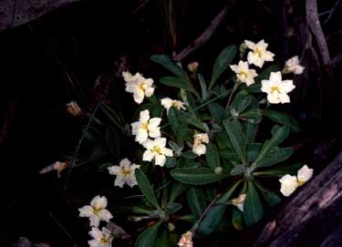 APII jpeg image of Goodenia affinis  © contact APII