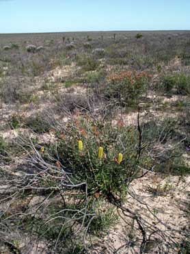 APII jpeg image of Banksia attenuata  © contact APII