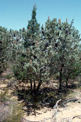 APII jpeg image of Banksia sceptrum  © contact APII