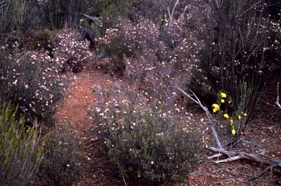 APII jpeg image of Baeckea crassifolia,<br/>Hibbertia eatoniae  © contact APII