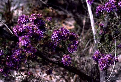 APII jpeg image of Calytrix leschenaultii  © contact APII