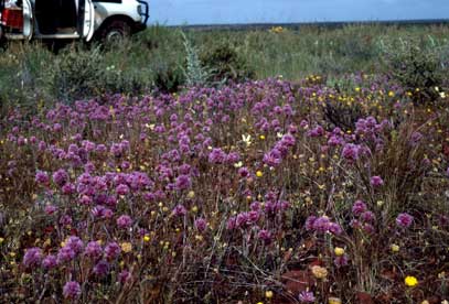 APII jpeg image of Ptilotus helipteroides  © contact APII