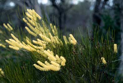 APII jpeg image of Grevillea didymobotrya subsp. didymobotrya  © contact APII