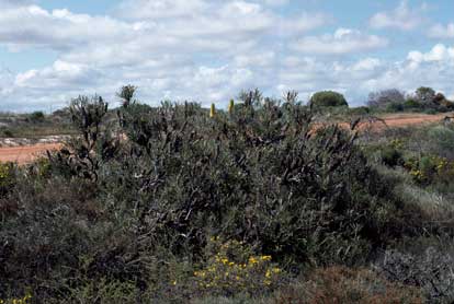 APII jpeg image of Banksia attenuata  © contact APII