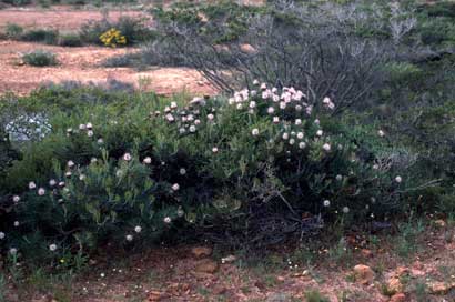 APII jpeg image of Isopogon divergens  © contact APII