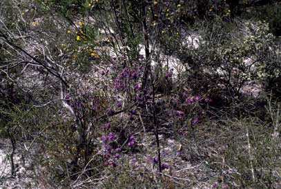 APII jpeg image of Calytrix sapphirina  © contact APII