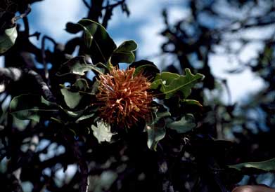 APII jpeg image of Banksia ilicifolia  © contact APII