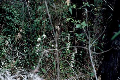 APII jpeg image of Crowea angustifolia var. platyphylla  © contact APII