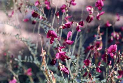 APII jpeg image of Swainsona galegifolia  © contact APII