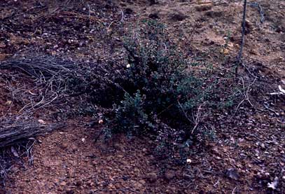 APII jpeg image of Daviesia uniflora  © contact APII