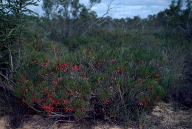 APII jpeg image of Calothamnus oldfieldii  © contact APII