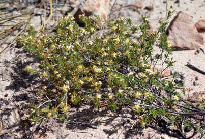 APII jpeg image of Calytrix depressa  © contact APII