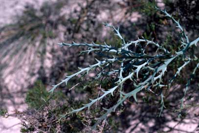 APII jpeg image of Daviesia incrassata subsp. incrassata  © contact APII