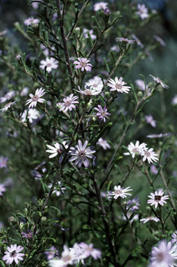 APII jpeg image of Olearia asterotricha  © contact APII