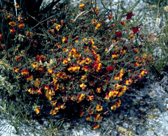 APII jpeg image of Lechenaultia formosa  © contact APII