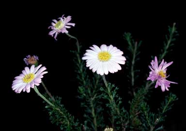 APII jpeg image of Olearia sp. Rhizomatica (I.R.Telford 11549)  © contact APII