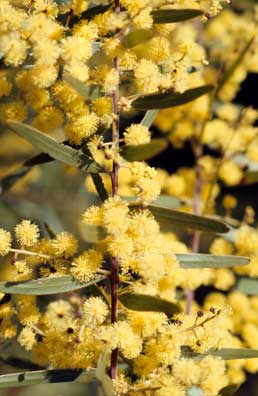 APII jpeg image of Acacia fimbriata  © contact APII