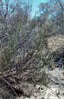 APII jpeg image of Daviesia brachyphylla  © contact APII