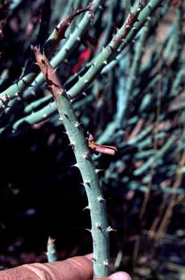 APII jpeg image of Daviesia euphorbioides  © contact APII