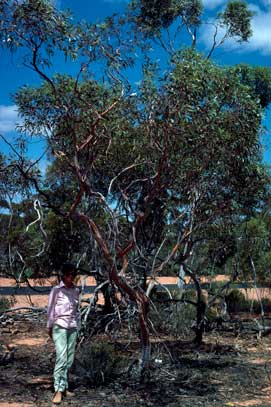 APII jpeg image of Eucalyptus cyclostoma  © contact APII