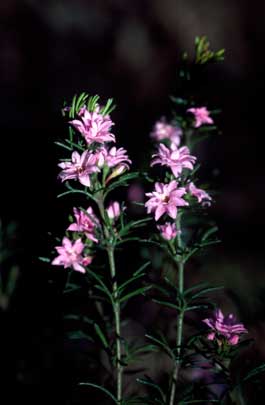 APII jpeg image of Boronia pilosa 'Rose Blossom'  © contact APII