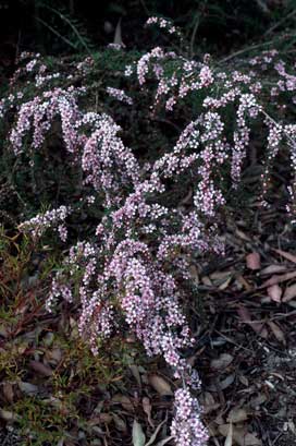 APII jpeg image of Leptospermum polygalifolium 'Pink Cascade'  © contact APII