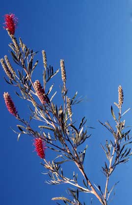 APII jpeg image of Grevillea 'Ladelle'  © contact APII