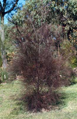 APII jpeg image of Allocasuarina torulosa  © contact APII