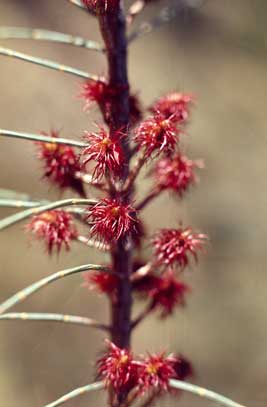 APII jpeg image of Allocasuarina distyla  © contact APII