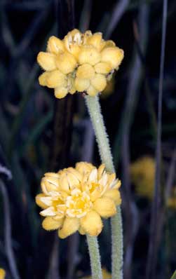 APII jpeg image of Conostylis aculeata  © contact APII