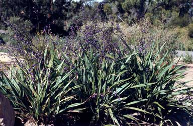 APII jpeg image of Dianella tasmanica  © contact APII