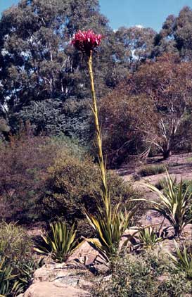 APII jpeg image of Doryanthes excelsa  © contact APII