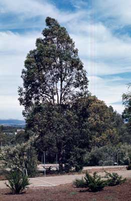 APII jpeg image of Eucalyptus amplifolia  © contact APII