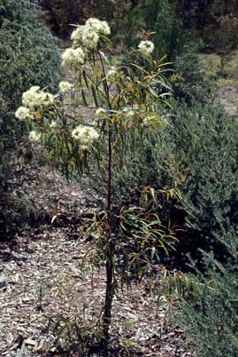 APII jpeg image of Eucalyptus curtisii  © contact APII