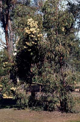 APII jpeg image of Corymbia gummifera  © contact APII