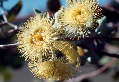 APII jpeg image of Eucalyptus orbifolia  © contact APII