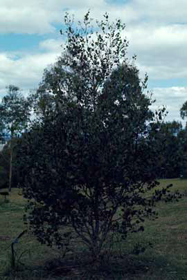 APII jpeg image of Eucalyptus platypus  © contact APII