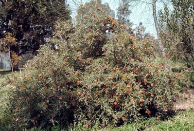 APII jpeg image of Grevillea aquifolium  © contact APII