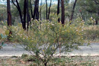 APII jpeg image of Grevillea buxifolia  © contact APII