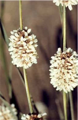 APII jpeg image of Lomandra leucocephala subsp. robusta  © contact APII