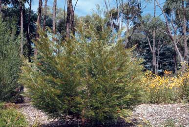 APII jpeg image of Grevillea hookeriana  © contact APII