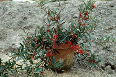 APII jpeg image of Grevillea speciosa subsp. dimorpha  © contact APII