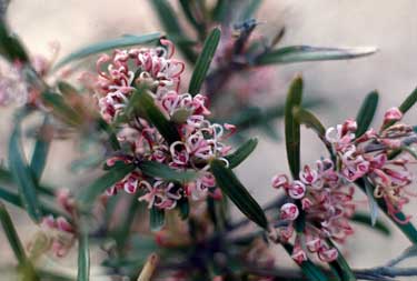 APII jpeg image of Grevillea quinquenervis  © contact APII