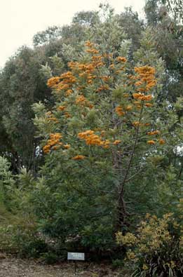 APII jpeg image of Grevillea robusta  © contact APII