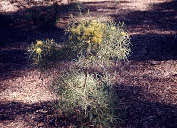 APII jpeg image of Hakea corymbosa  © contact APII