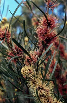 APII jpeg image of Hakea pycnoneura  © contact APII